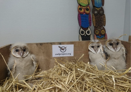 Give us a hoot!