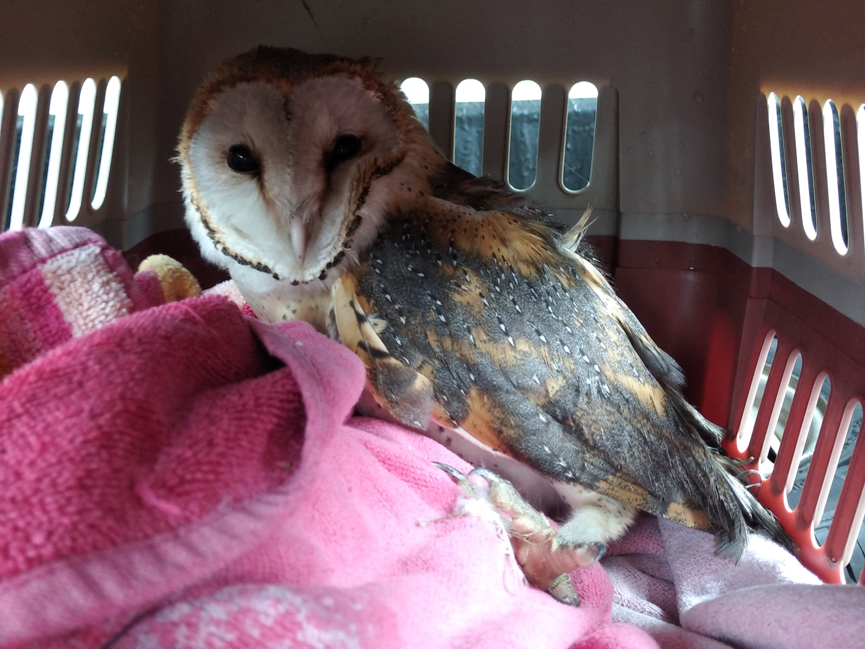 tyto alba 1.jpg