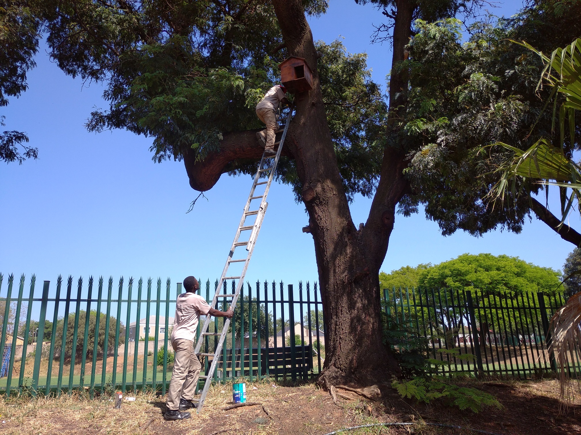 Respect Mabaso on the ground, Bitlon Singini in the tree.jpg