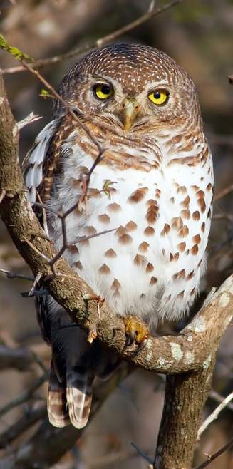 African Barred Owl .jpg