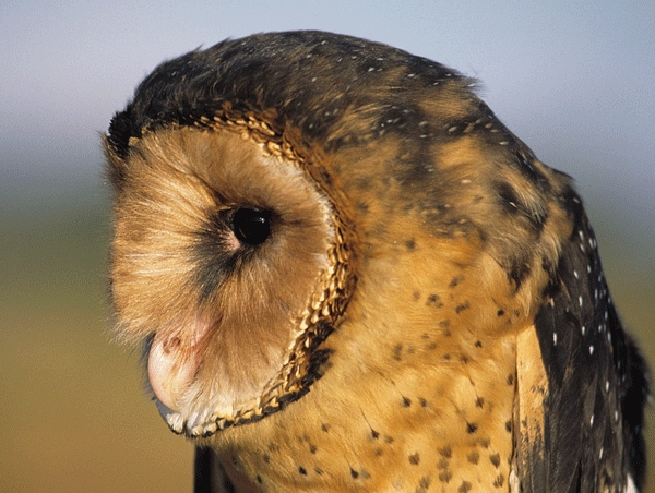 African Grass Owl.jpeg
