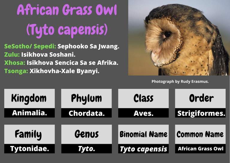African Grass Owl .jpg
