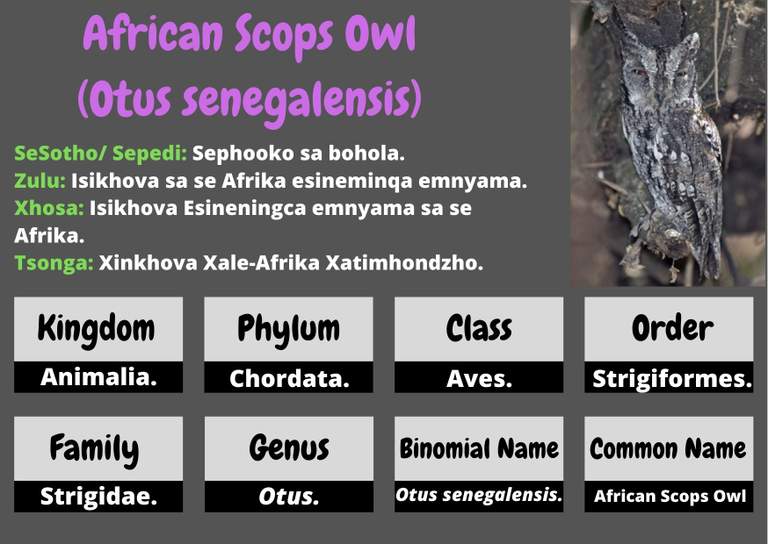 African Scops Owl  .jpg