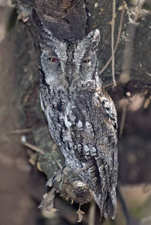 African Scops Owl.jpg