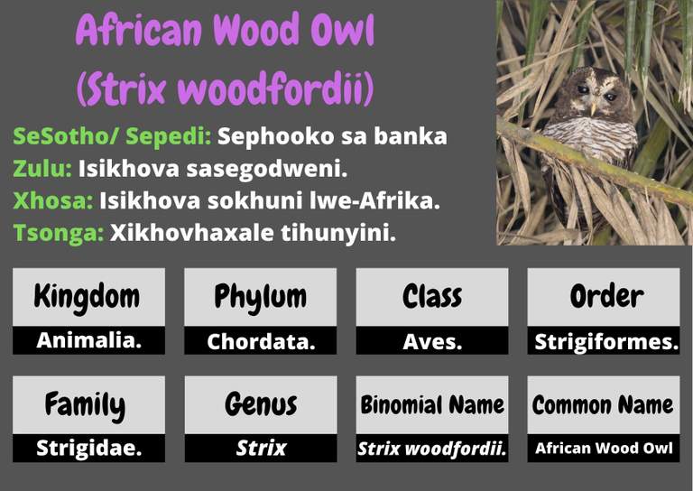African Wood Owl  .jpg