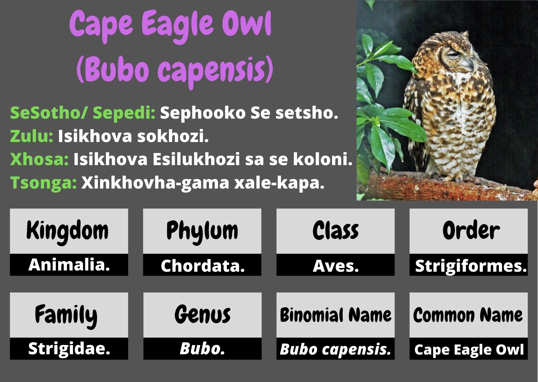 Cape Eagle Owl .jpg