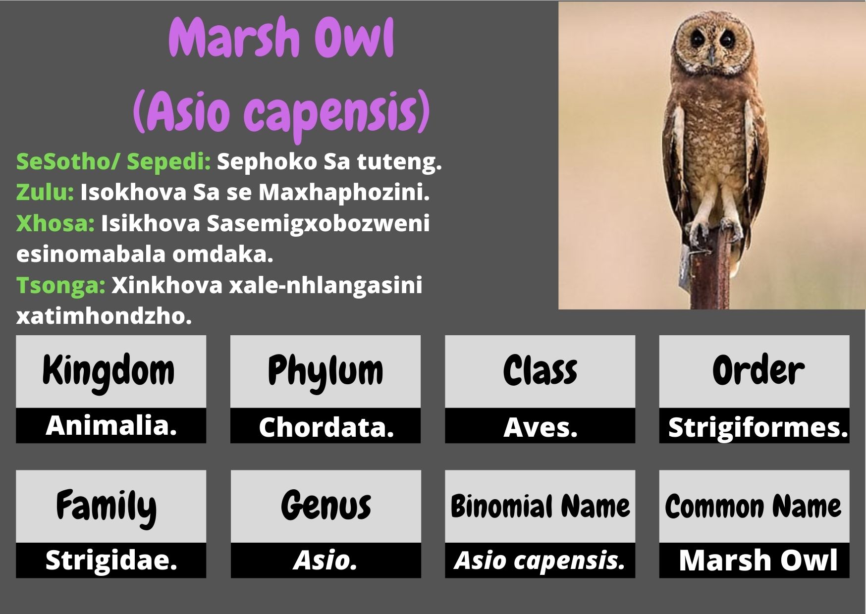Marsh Owl .jpg