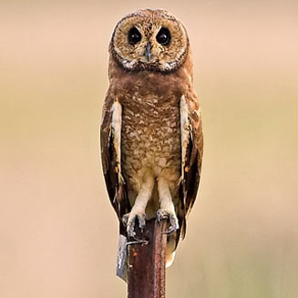 Marsh Owl.jpg