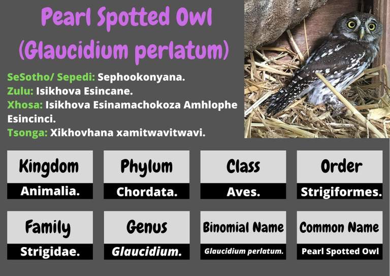 Pearl Spotted Owl .jpg