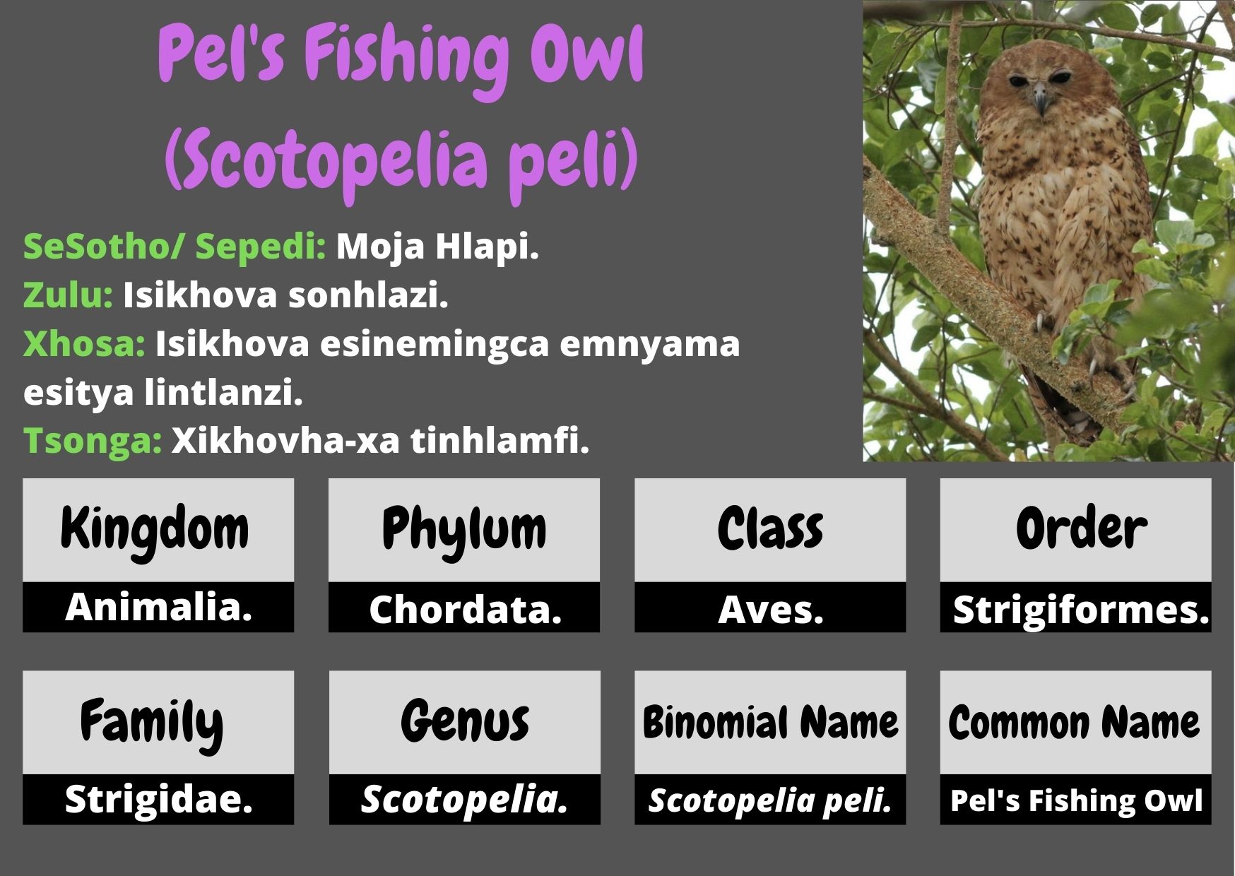 Pel's fishing owl  .jpg