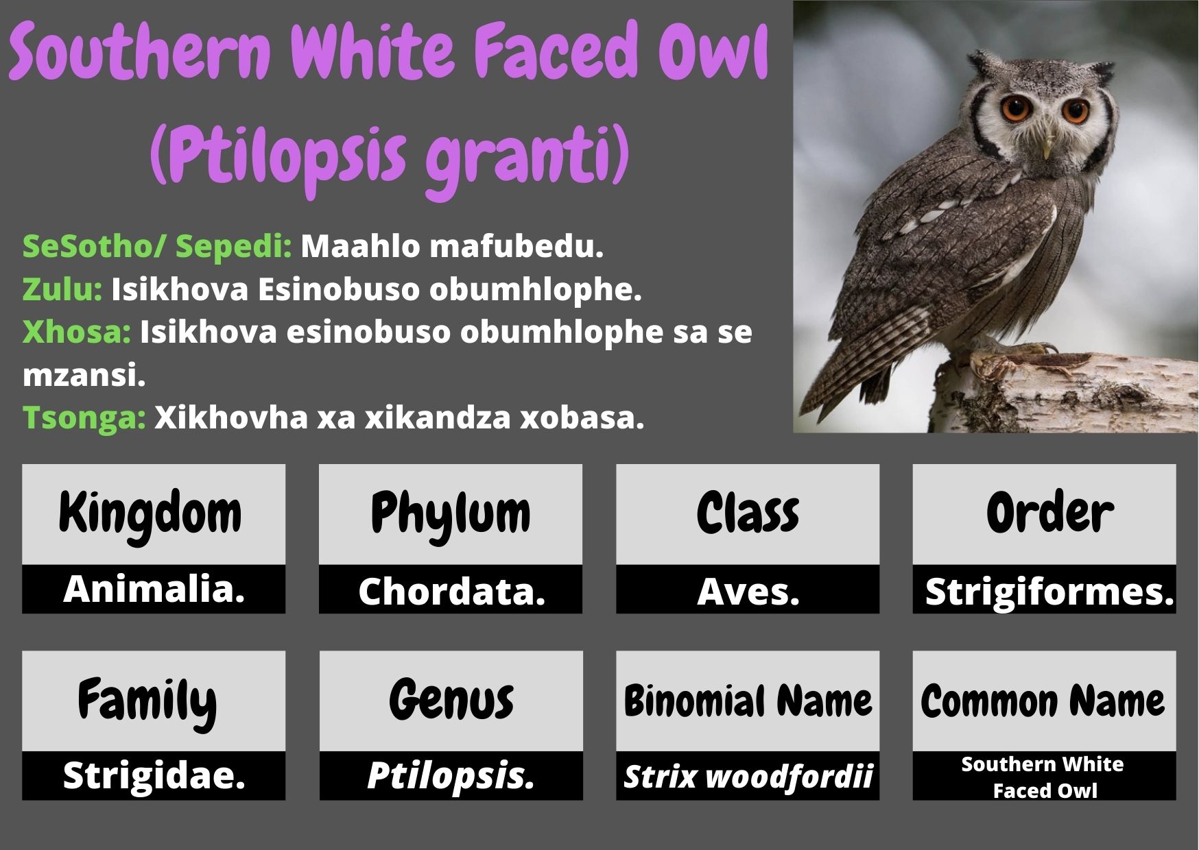 Southern White Faced Owl  .jpg