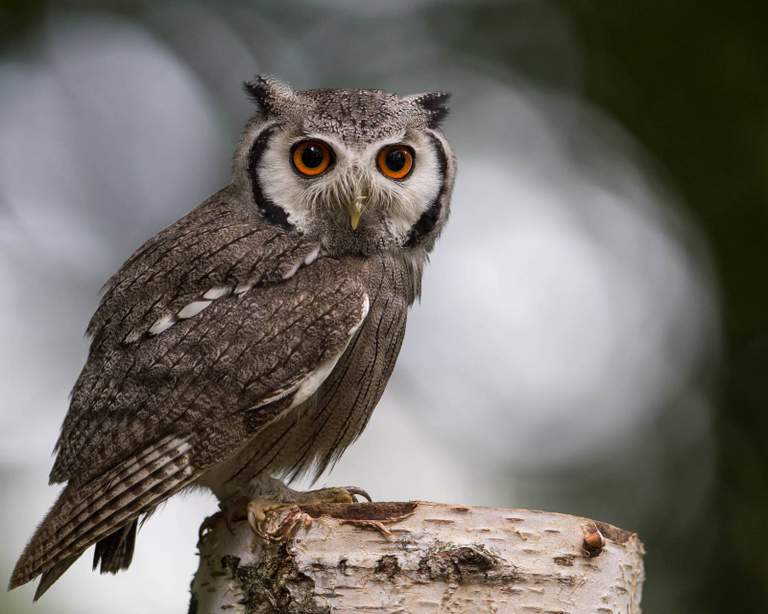 Southern white faced owl .jpg