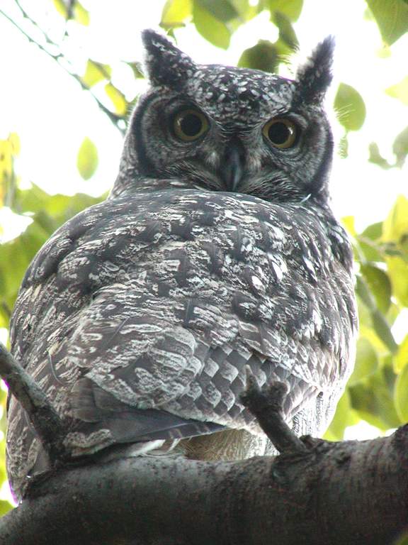 Spotted Eagle Owl.jpg