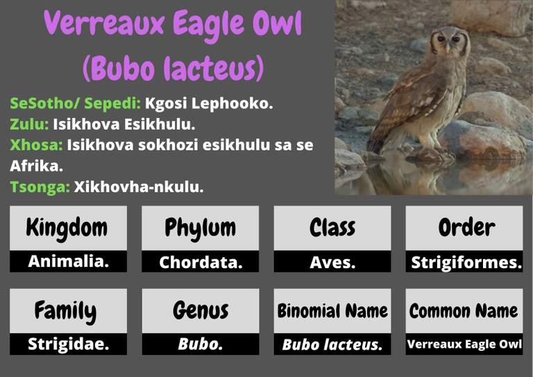Verreaux Eagle Owl  .jpg