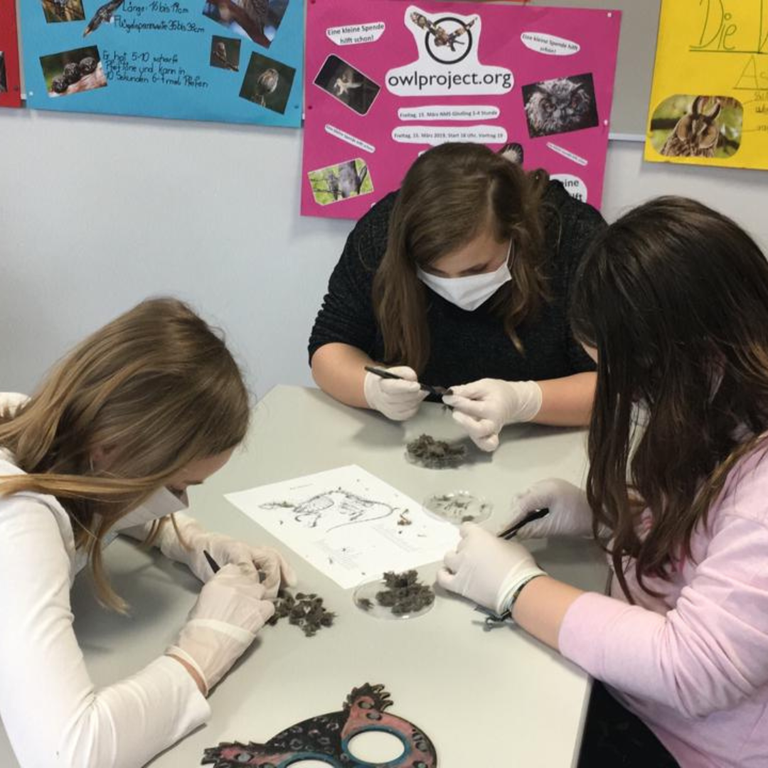 Austria Children dissecting owl pellets .png